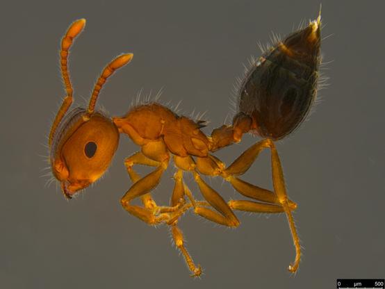 Small ant (perhaps 2.5 mm) with reddish body, twin spines on the propodeum (the back part of the midsection of the body) and a blackish brown gaster (roughly the abdomen.

It's facing left and has small and  well-defined oval blackish compound eyes in a smooth and shiny head.