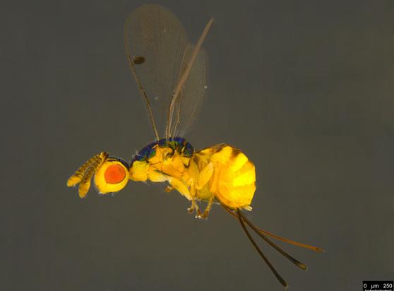 Bright yellow wasp less than 2 mm in length, with enormous red eyes, shining emerald green on the back of the head and the top of the thorax and an ovipositor almost as long as the body.

The wings are clear with fine hairs and a blackish oval patch near the leading edge. This is the character that shows it belongs to the wasp family Megastigmidae.