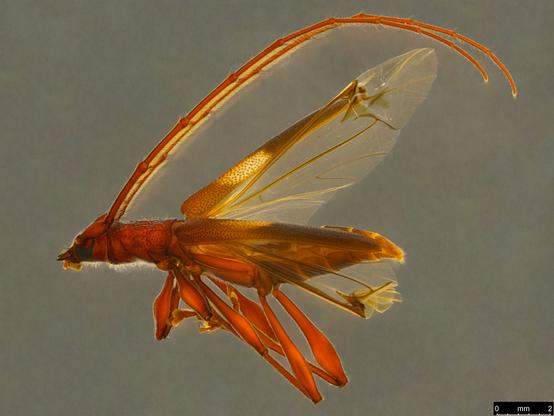 Red beetle facing left. The face is pointed and the long spiny antennae curve past the end of the body like oryx horns, The wings are open and there is a pale patch about a third of the way along the length of each elytron (wing case). The hind legs are very long but folded.