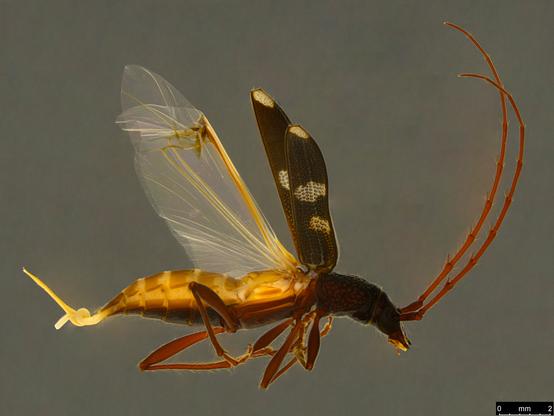 Dark brown beetle with checkered forewings (three cream patches on each). The wings are almost fully open, revealing the clear hindwings. This is a female and the the ovipositor is extended and corkscrews near the base. The antennae are long, curved and reddish.