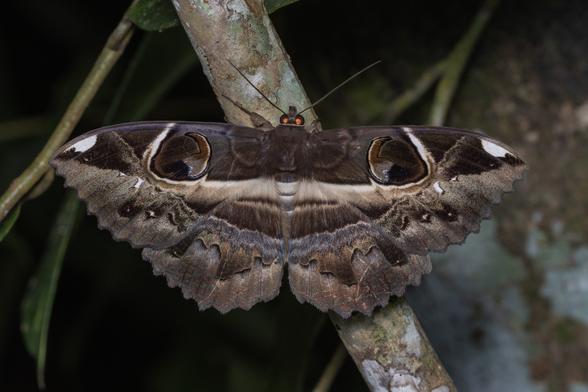 Erebus ephesperis (aka demon eye), a large brown moth with two huge ocelli (eye-like markings) on its forewings and a line of fake tatters near the trailing edge of both wings.
