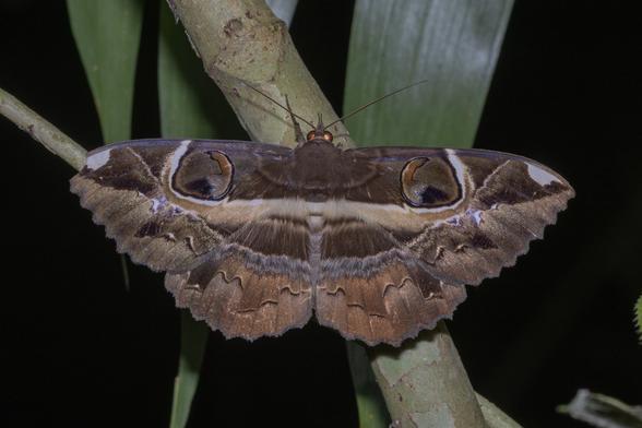 Erebus ephesperis (aka demon eye), a large brown moth with two huge ocelli (eye-like markings) on its forewings and a line of fake tatters near the trailing edge of both wings.