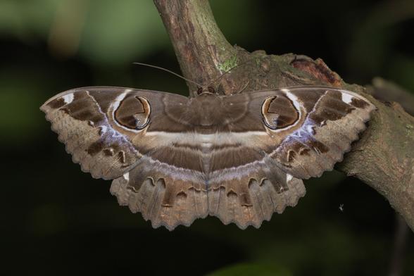 Erebus ephesperis (aka demon eye), a large brown moth with two huge ocelli (eye-like markings) on its forewings and a line of fake tatters near the trailing edge of both wings.