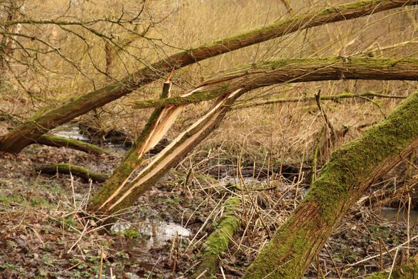 Willow trees after a storm, leaning over, one of which has a split trunk