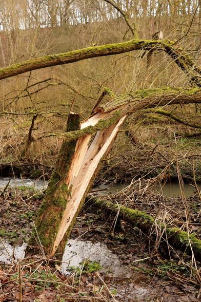 Storm damaged tree, the trunk has snapped in half against a background of leafless winter trees. Swampy ground leads into a murky stream,