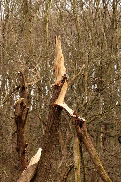 Storm damaged tree, the trunk has snapped in half against a background of leafless winter trees.