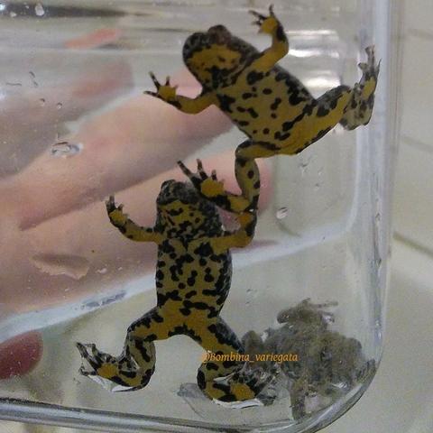 The photo shows offspring of the yellow-bellied toad that have been placed in a transparent container with water to clean their rearing terrarium. The signal yellow bellies of the animals are clearly visible.