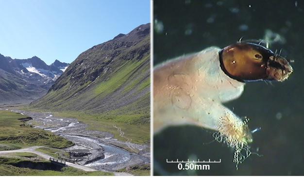 Die Rotmoosache (links) bei Obergurgl ist einer der Gebirgsbäche in dem Larven der Gattung Diamesa (rechts) zur Bestimmung gesammelt wurden. (Fotos: Alpine Forschungsstelle Obergurgl, bzw. Leopold Füreder)