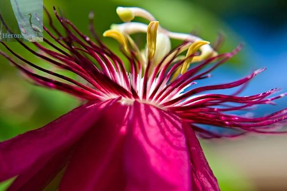 A close in, daylight photograph of a purple flower with petals folded almost all the way down, and with thick, purple filaments projecting out from the flower’s center. Above it is a three-lobed green structure that is hard to see. The background is out of focus.