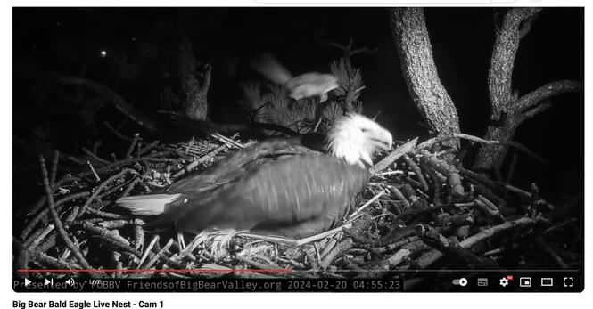 A nighttime black and white image, the best screencap I could grab.  The squirrel has just bounced off of Jackie's back (from 9:00 to about 1:00) and is in mid-air about a foot over the now-awake eagle's head.

I can't stop laughing.