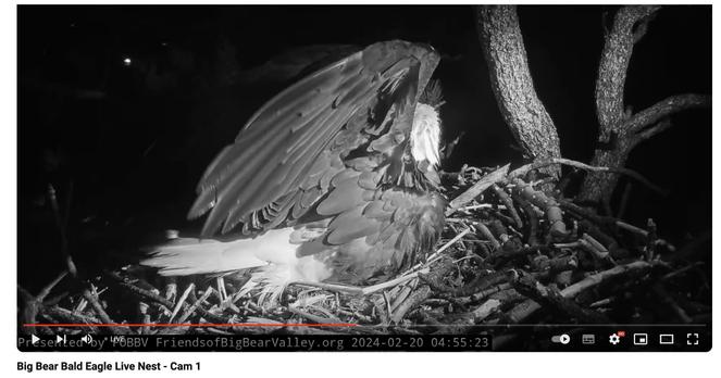 Jackie stands up and flexes her wings (probably telling that darned squirrel to stay off her lawn) but Fiona is long gone.

Okay, I'm STILL laughing.