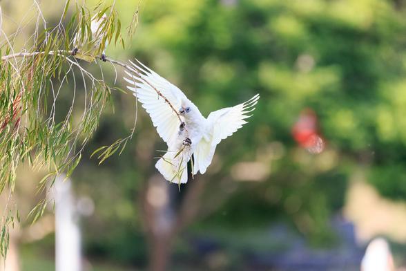 A little corella, wings outstretched, desperately hanging on to a dropping and very thin branch of a tree. Another, hidden by leaves, sits on the thicker portion of the same branch.