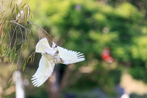 A Little Corella, hanging upside down, wings outstretched for balance, as it desperately tries to cling to a very thin branch.