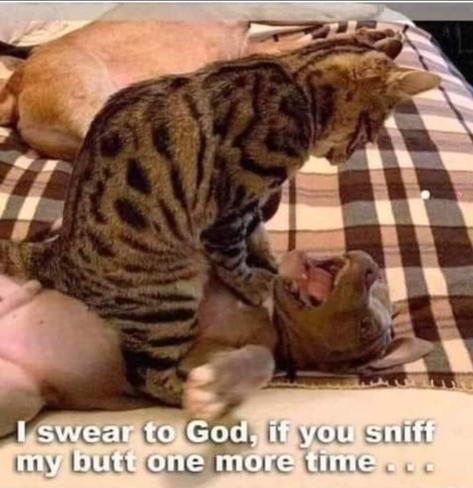 A cat and a dog are playing. The dog is on his back with his mouth open and his tongue out. The cat is on top of him, with his front paws on the dog's throat. Meme text reads, “I swear to God, if you sniff my butt one more time…”
