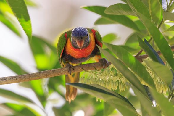 Rainbow Lorikeet on a branch in the shade, staring head on at the camera and looking menacing.