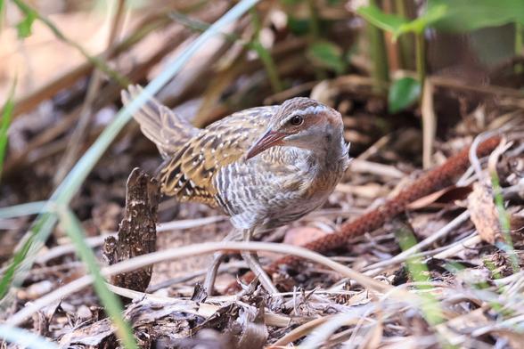 Buff-banded Rail, stalking through the undergrowth, facing right, but head turned back to the left. It really does resemble a small hunting dinosaur.