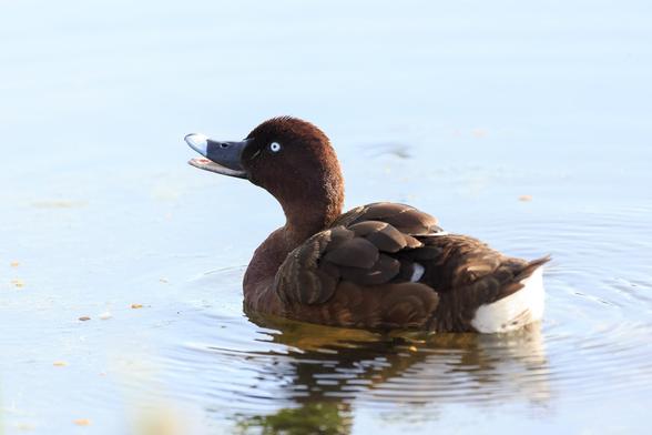 A Hardhead (dark brown duck with a white-tipped bill, white eye, and fluffy white bum), floating on water, bill ajar, and tail feather waggling.