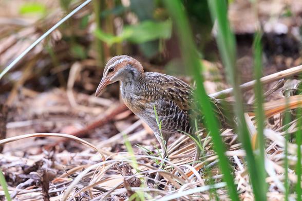 Buff-banded Rail in the undergrowth looking for food (worms, bugs, etc).
