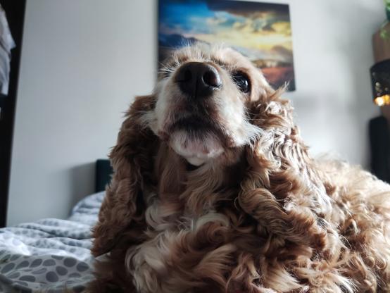 Zdjecie suni spaniela wylegującej się na łóżku