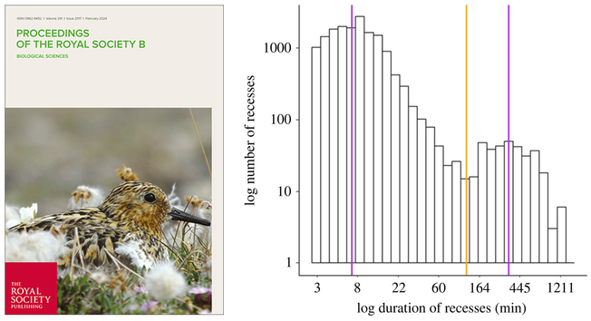 Cover of the Proc R Soc B issue with a picture of a shorebird, and a plot showing a bimodal distribution of the recess durations.