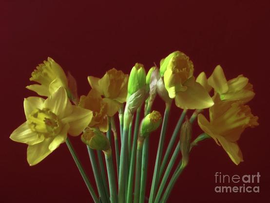 Daffodils, beauty and joy of Spring