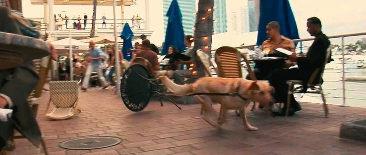 A dog leashed to a cafe table, darting away with the table in tow as people look on
