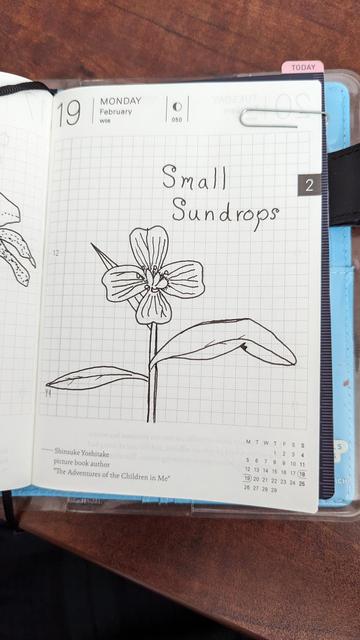 A pen and ink drawing of a small Sundrop