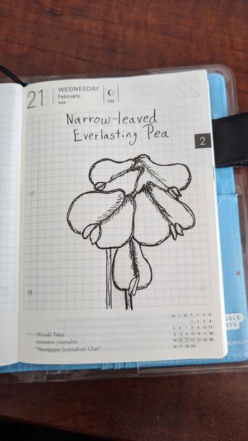A pen and ink drawing of a cluster of narrow leaved everlasting pea 5 flowers two stems