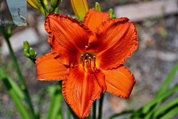 An outdoor, daytime photograph of the flower of a daylily. The flower is bright orange with six large petals with frilly edges. The background is out of focus.