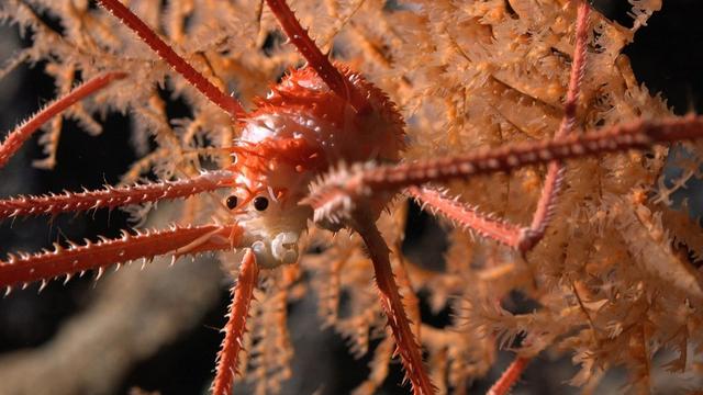A squat lobster on a coral