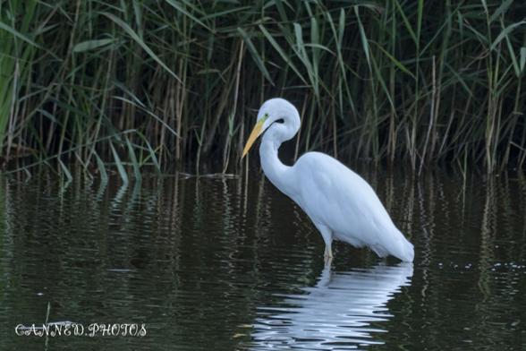 A Great White Egret is standing in the water near reeds.