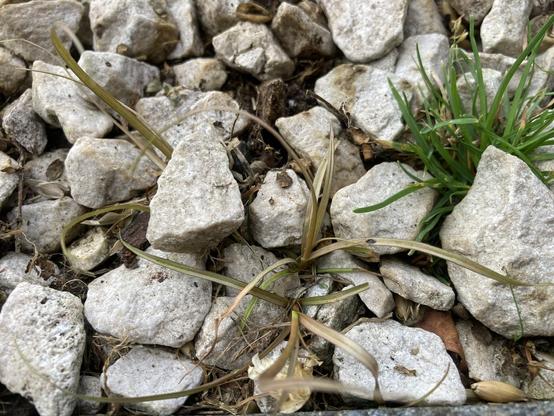 Small and hardy carex grasses are forcing their way through between lime chip stones