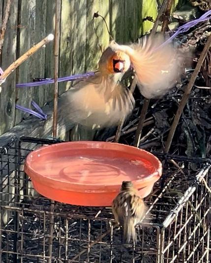 The same birdbath scene. But all of a sudden, the cardinal took to the air, flapping his red wings fast and flying toward us. There’s a motion blur on his fanned-open wings, which look blurry but pretty, lit in the sun. The sparrow looks like he’s ducking slightly, also blurry.