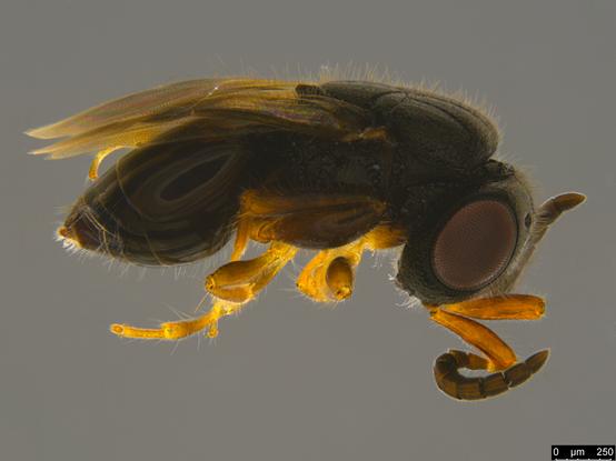 Tiny (1.5 mm) dark brown-black wasp with shiny globular head, thorax and abdomen. The legs and base of the antennae are yellow.