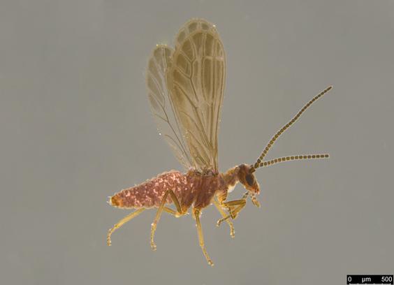 Pinkish-red insect with wings raised like Pegasus. Legs are yellow. The wings are clear with smoky areas between the veins. The antennae are fairly long and have clearly separated segments, like the chain of a bath plug.