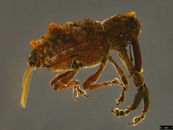 Large reddish brown weevil with an stout rostrum ("nose") and orange tufts of scales along the top of the elytra (wing cases). The front legs are enormous.