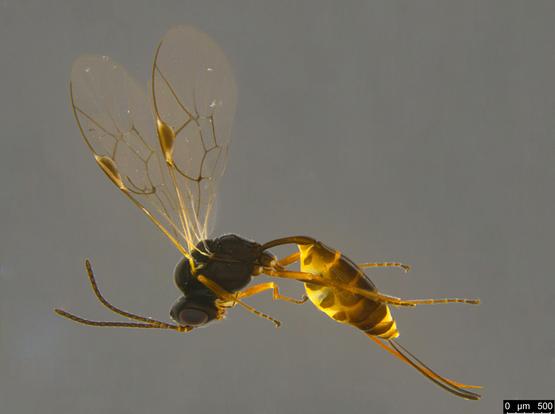 Small but elegant wasp with a blackish head and thorax, dark brown and yellow patched abdomen (like snake scales) and a very long curved ovipositor.