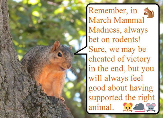 A fox squirrel in a tree says “Remember, in March Mammal Madness, always bet on rodents! Sure, we may be cheated of victory in the end, but you will always feel good about having supported the right animal.”