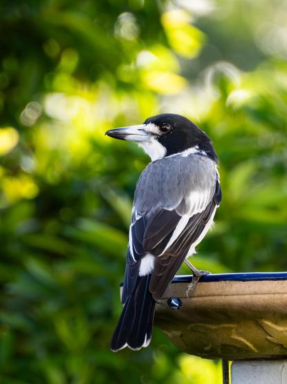 A black, white and grey mid-sized bird perched on the side of a shallow bird bath, with mottled green foliage in the background. The bird looks over its shoulder to the left of the view.