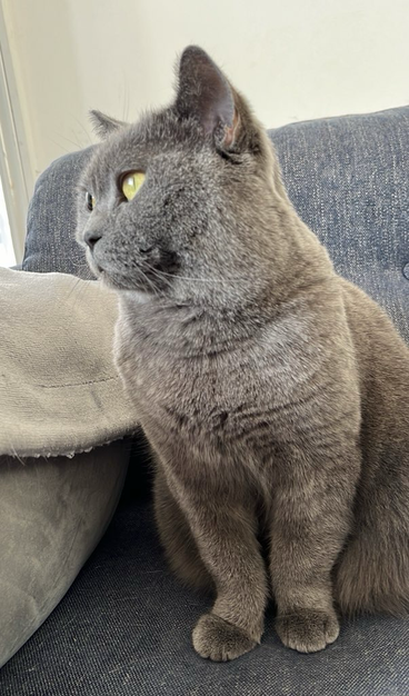 Photo of British blue cat sitting up on a sofa and looking to the side.