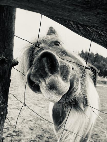 Hallo?