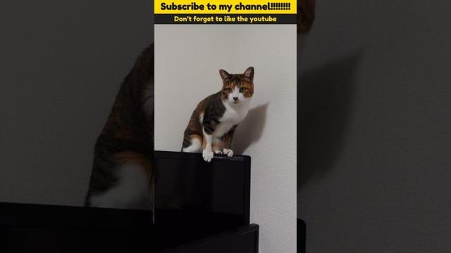 #cat #猫 #保護猫 #三毛猫 #猫動画 #シャムトラミックス #cats #catlife #catlog #catlover #catlovers #katze #kot #katt