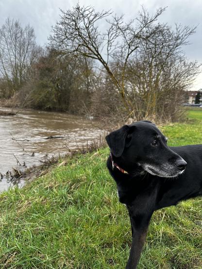 Schwarze Hündin am Ufer der Zenn