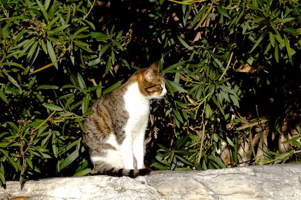 A tabby-and-white cat, sitting on a stone wall between green plants.