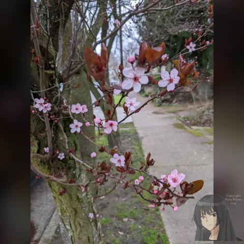A branch of sakura blossoms and early purple spring leaves. A sidewalk in background.