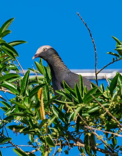 A White-Crowned Pigeon among leafy branches.