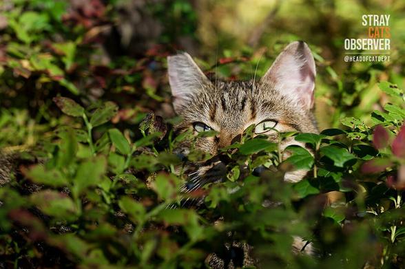 The cat's head is visible from the blueberry bushes (part one)