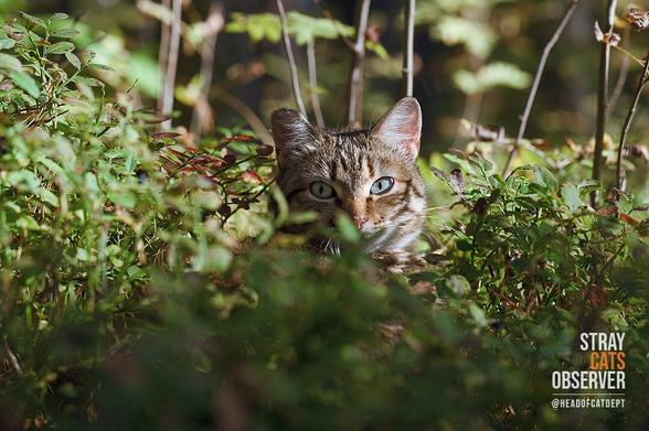 The cat's head is visible from the blueberry bushes (part two)