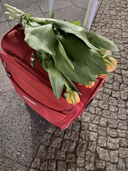 Nach der DHd2022 auf dem Heimweg. Trolley auf dem Asphalt, darauf liegen geschlossene Tulpen