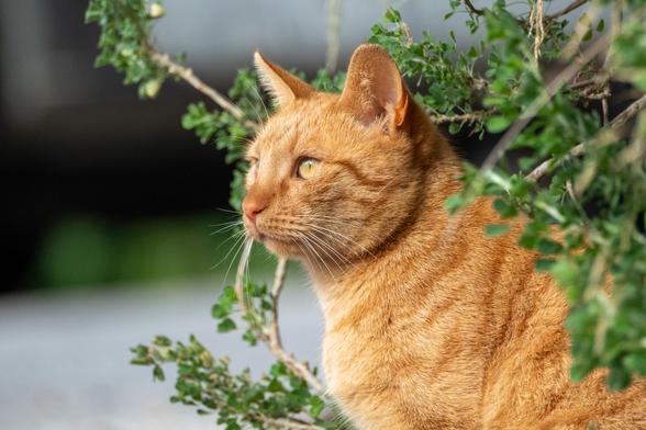 Portrait of a red tabby cat sitting between the branches of some kind of bush on a sunny afternoon. The cat has long white whiskers.